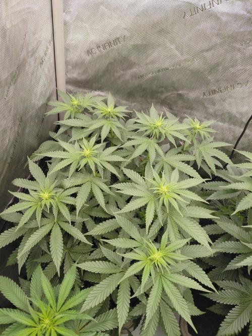 2x Slushberry Mintz. Week 6