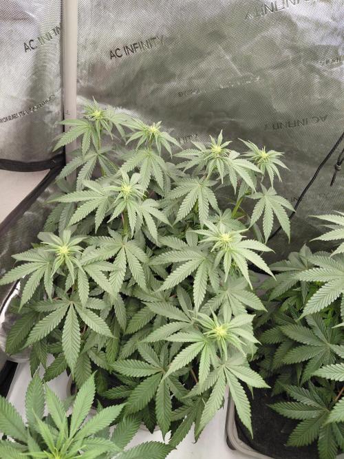 2x Slushberry Mintz. Week 6