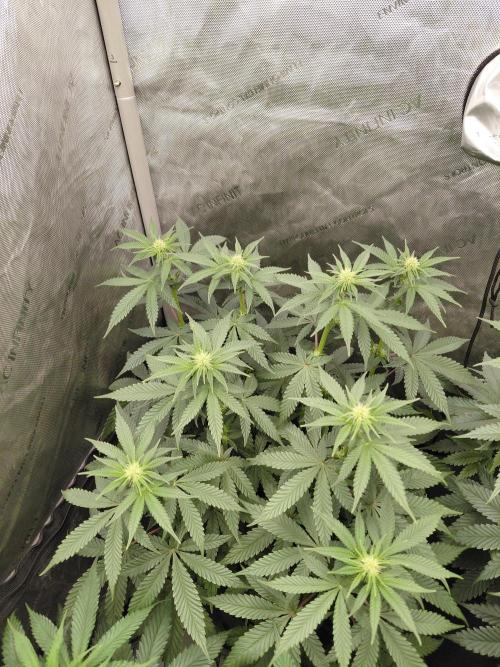 2x Slushberry Mintz. Week 7