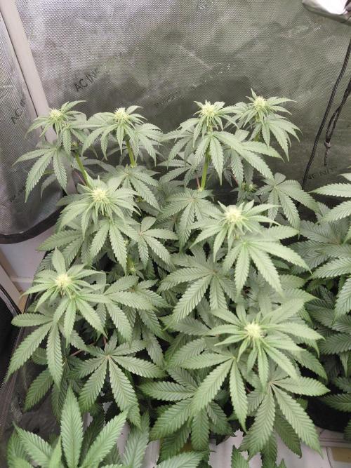 2x Slushberry Mintz. Week 7