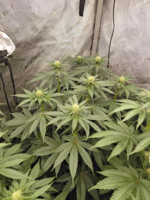 2x Slushberry Mintz. Week 7