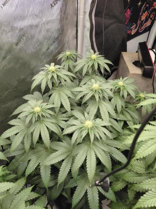 2x Slushberry Mintz. Week 7
