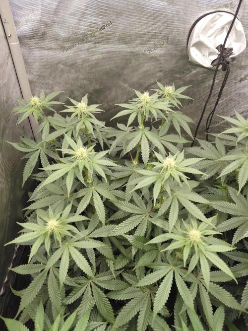 2x Slushberry Mintz. Week 7