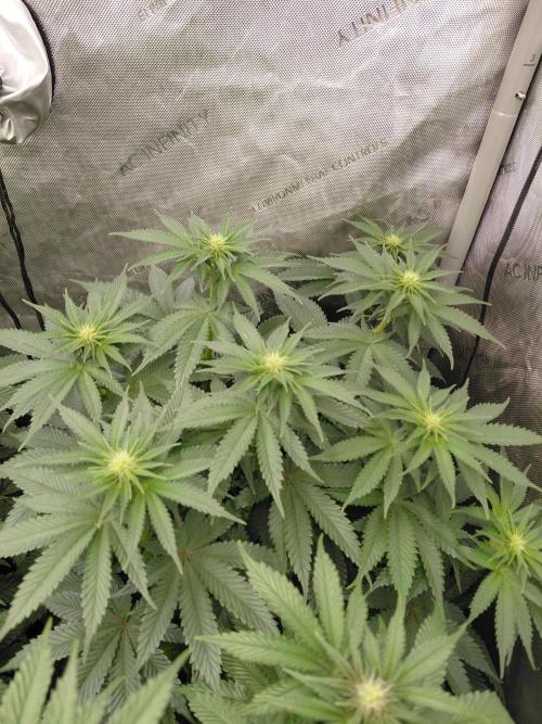 2x Slushberry Mintz. Week 7