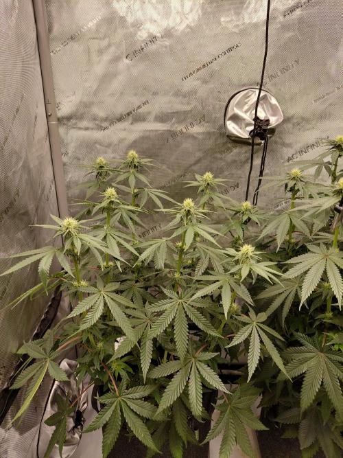2x Slushberry Mintz. Week 7