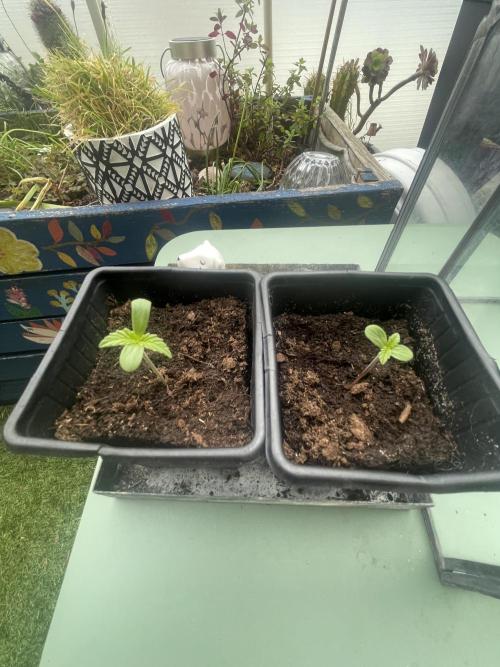 Gorilla Sherbet F1 Fast Version. Week 0