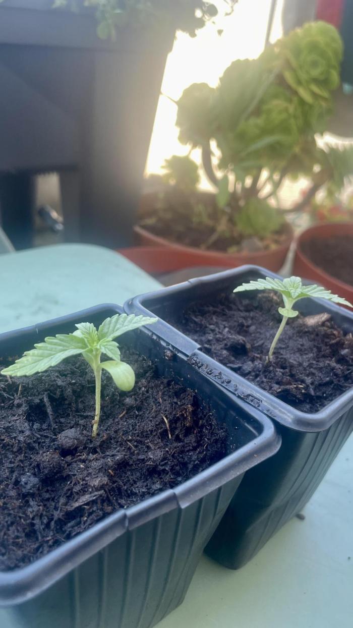 California Dreaming. Week 1 - Day 8