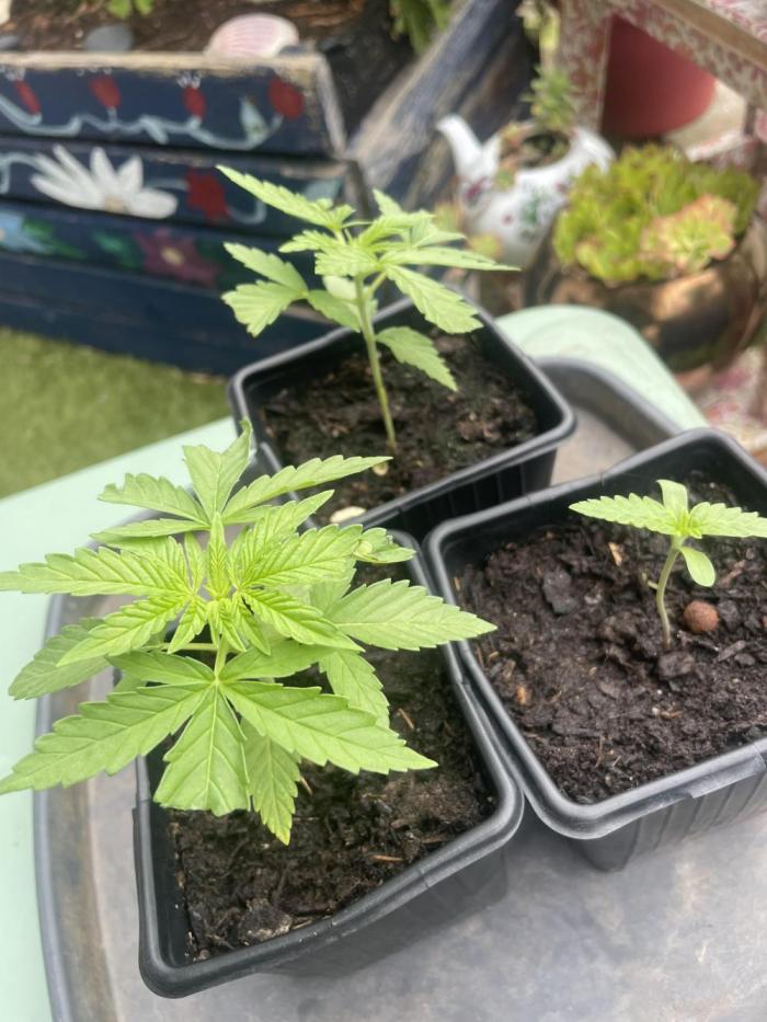 California Dreaming. Week 3