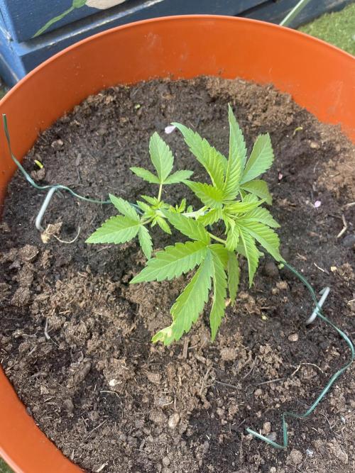 California Dreaming. Week 4