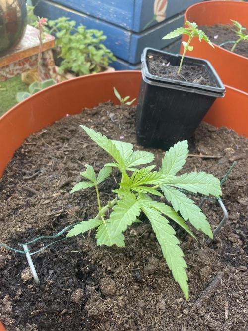 California Dreaming. Week 4