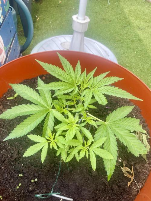 California Dreaming. Week 5