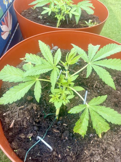 California Dreaming. Week 5