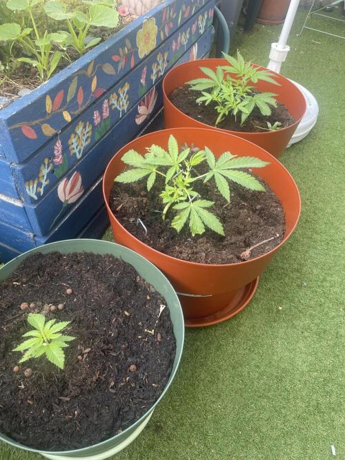 Gorilla Sherbet F1 Fast Version. Week 5