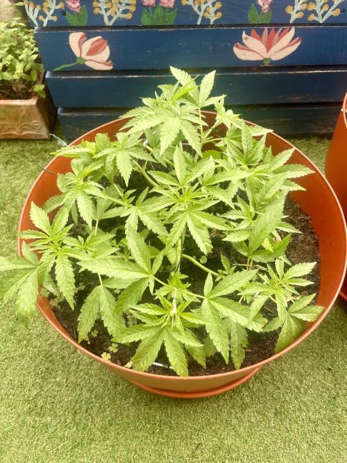 California Dreaming. Week 6