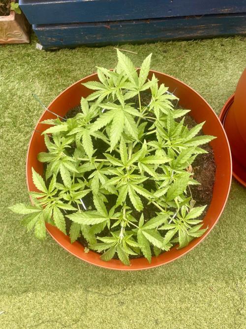 California Dreaming. Week 6