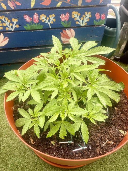 California Dreaming. Week 6