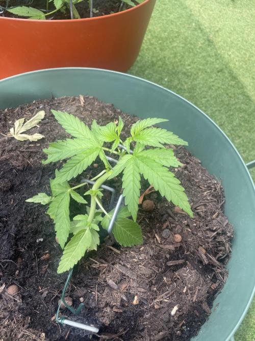 California Dreaming. Week 6