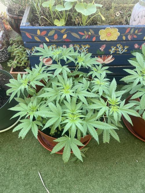 California Dreaming. Week 7