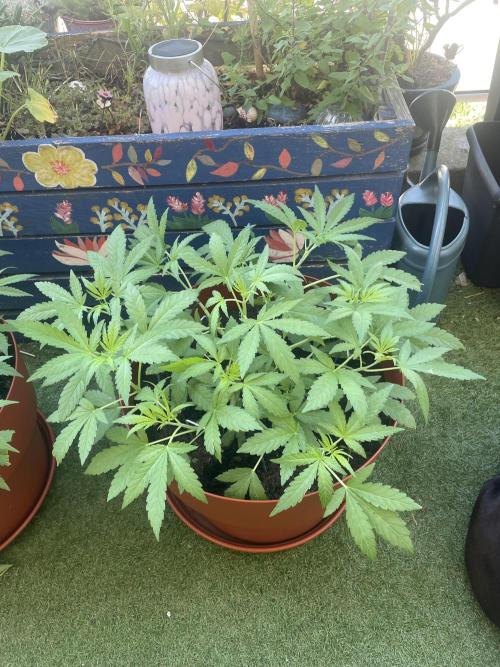 California Dreaming. Week 7