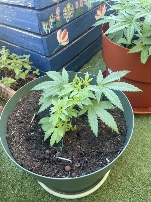 California Dreaming. Week 7