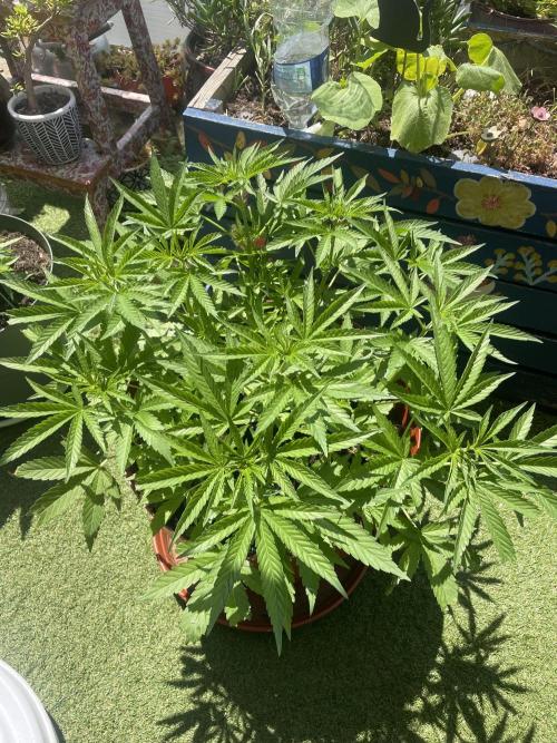 California Dreaming. Week 8