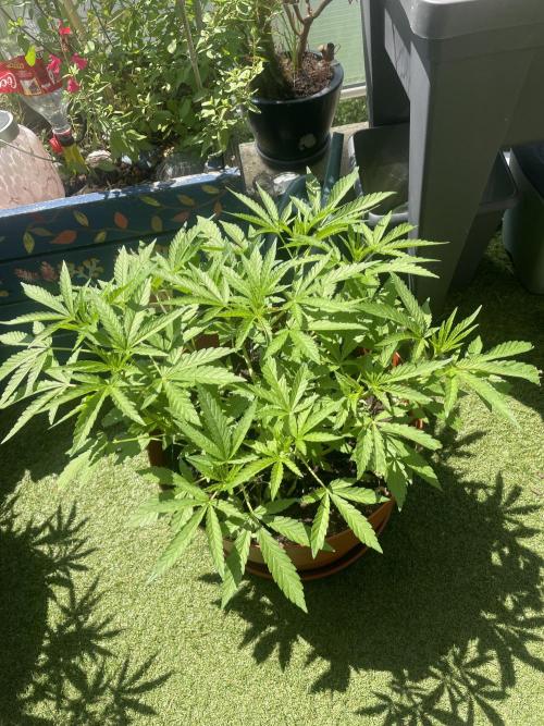 California Dreaming. Week 8