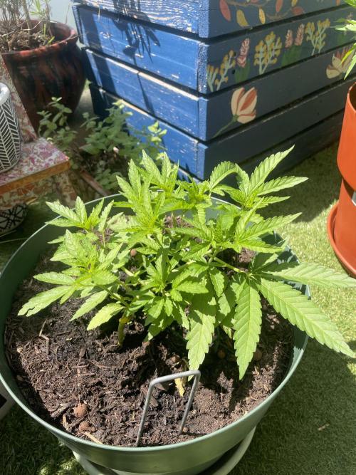 California Dreaming. Week 8