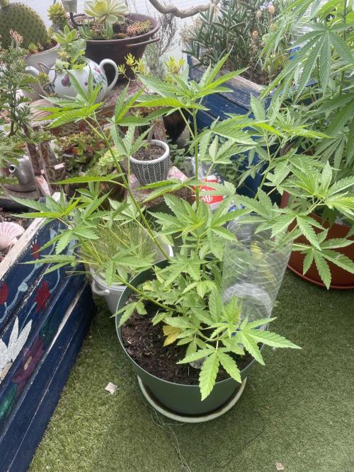 Gorilla Sherbet F1 Fast Version. Week 9