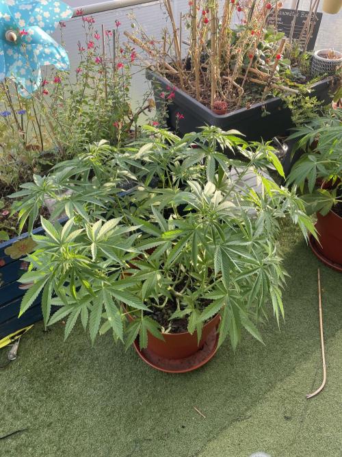 California Dreaming. Week 9