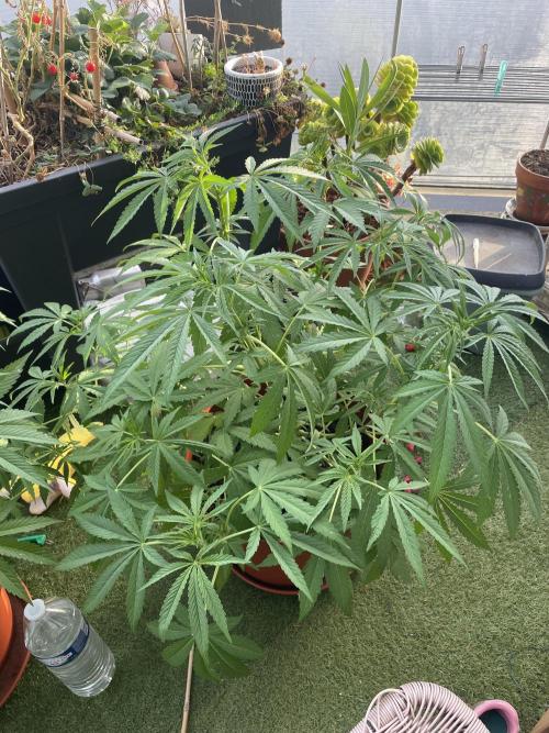 California Dreaming. Week 9