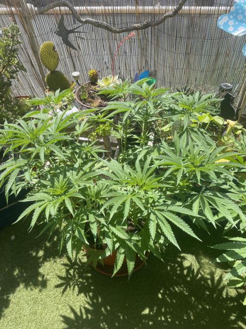 California Dreaming. Week 9