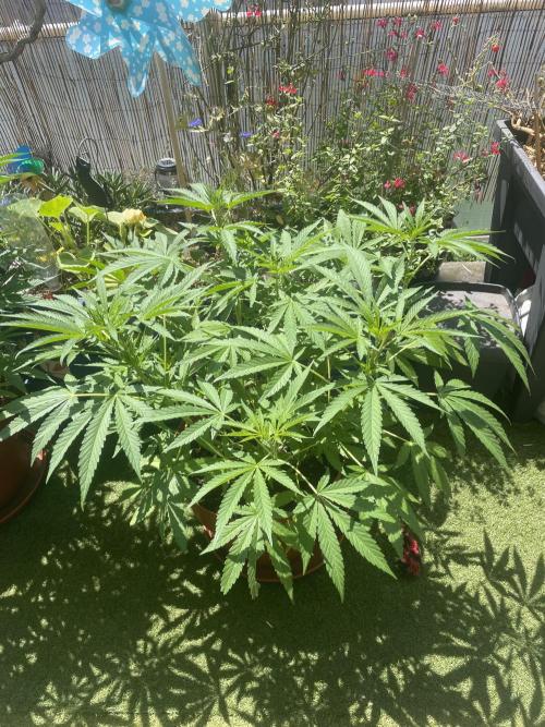 California Dreaming. Week 9
