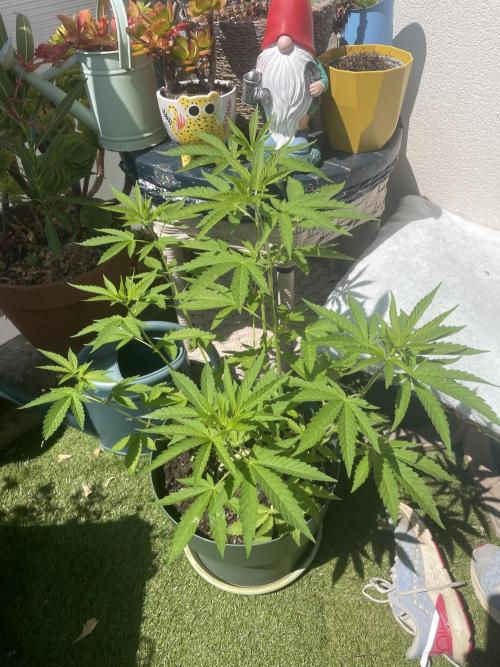 California Dreaming. Week 9