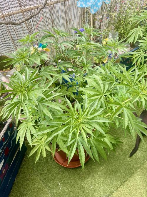 California Dreaming. Week 10