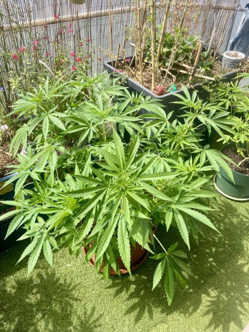 California Dreaming. Week 10