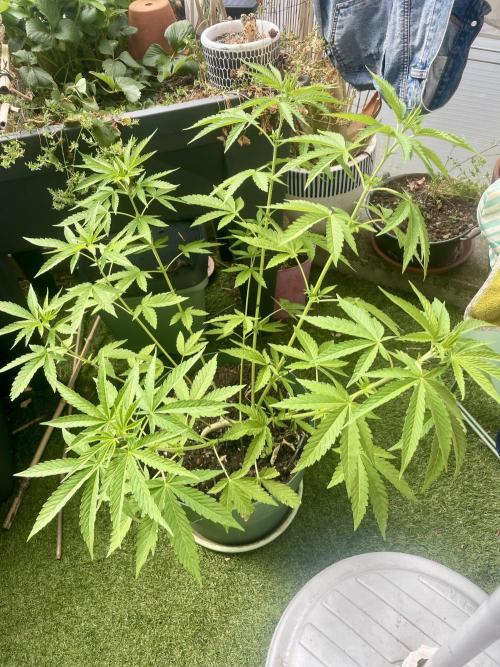 California Dreaming. Week 10