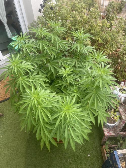 California Dreaming. Week 11