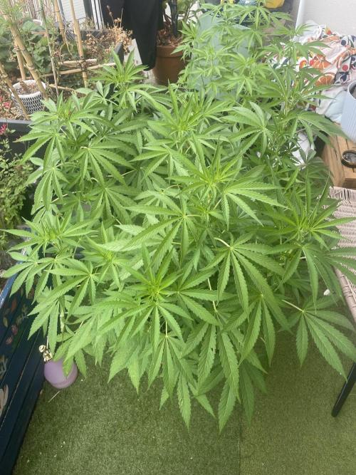 California Dreaming. Week 11