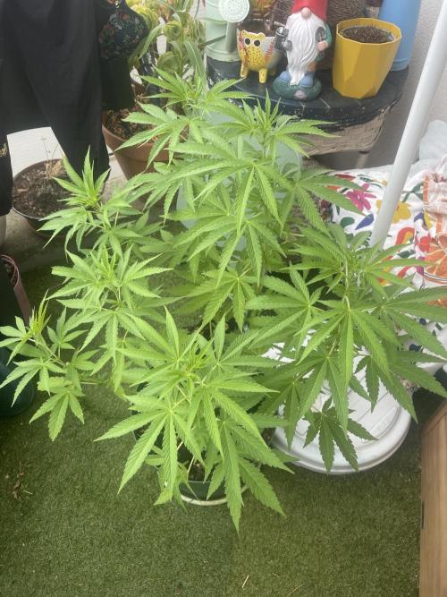 California Dreaming. Week 11