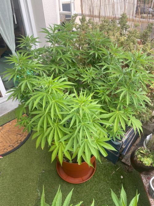 California Dreaming. Week 12