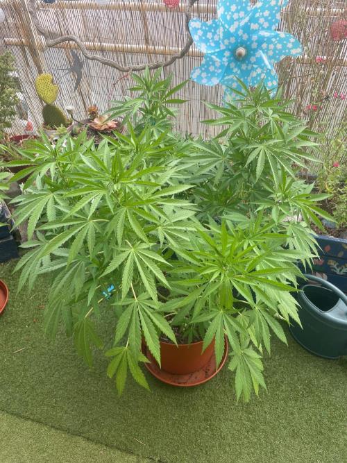California Dreaming. Week 12