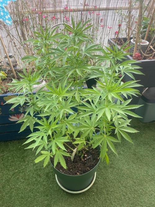 California Dreaming. Week 12
