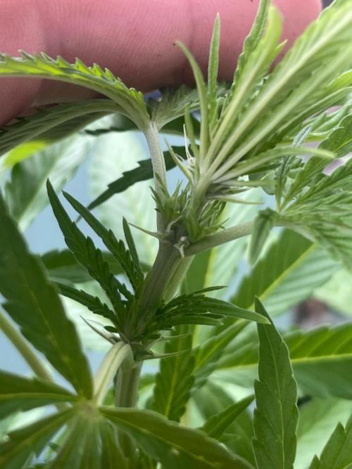 California Dreaming. Week 12