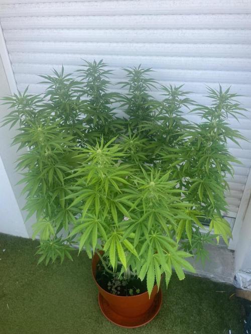 California Dreaming. Week 14