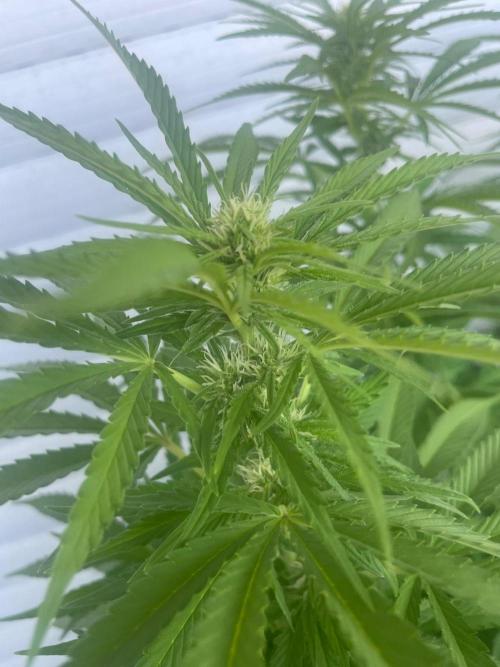 California Dreaming. Week 14