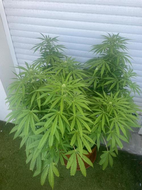 California Dreaming. Week 14