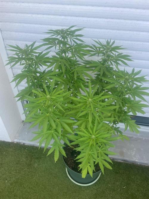 California Dreaming. Week 14