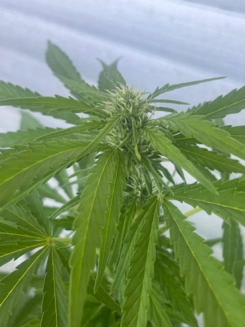 California Dreaming. Week 14