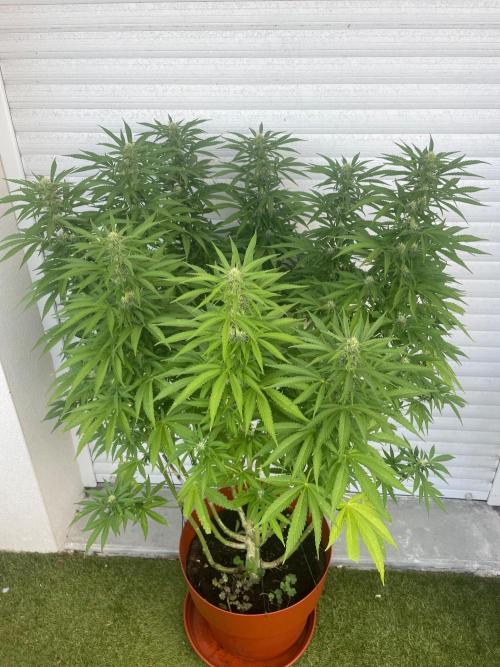 California Dreaming. Week 15