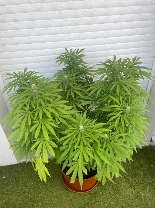 California Dreaming. Week 15